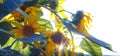 the sun shines behind the sunflower Royalty Free Stock Photo