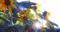the sun shines behind the sunflower Royalty Free Stock Photo
