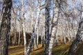 Sun shines on birch tree with branches without leaves against in autumn forest on sunny day. landscape of birch grove Royalty Free Stock Photo