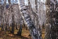 Sun shines on birch tree with branches without leaves against in autumn forest on sunny day. landscape of birch grove Royalty Free Stock Photo