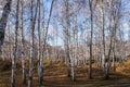 Sun shines on birch tree with branches without leaves against in autumn forest on sunny day. landscape of birch grove Royalty Free Stock Photo