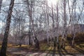 Sun shines on birch tree with branches without leaves against in autumn forest on sunny day. landscape of birch grove Royalty Free Stock Photo