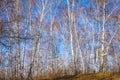 The sun shines on birch tree with branches without leaves against blue sky in autumn forest on a sunny day Royalty Free Stock Photo