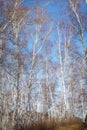 The sun shines on birch tree with branches without leaves against blue sky in autumn forest on a sunny day Royalty Free Stock Photo