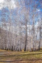 The sun shines on birch tree with branches without leaves against blue sky in autumn forest on a sunny day Royalty Free Stock Photo