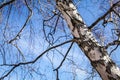 The sun shines on birch tree with branches without leaves against blue sky in autumn forest on a sunny day Royalty Free Stock Photo