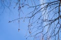 The sun shines on birch tree with branches without leaves against blue sky in autumn forest on a sunny day Royalty Free Stock Photo