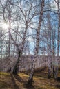 The sun shines on birch tree with branches without leaves against blue sky in autumn forest on a sunny day Royalty Free Stock Photo