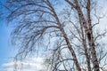 The sun shines on birch tree with branches without leaves against blue sky in autumn forest on a sunny day Royalty Free Stock Photo