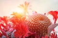 The sun shines through the blooming red flowers cactus Royalty Free Stock Photo