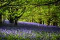 Sun shines through Bluebells in Dorset woodland Royalty Free Stock Photo