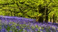 Sun shines through Bluebells in Dorset woodland Royalty Free Stock Photo