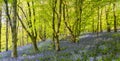 Sun shines through Bluebells in Dorset woodland Royalty Free Stock Photo