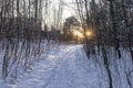 Sun shines through the branches and illuminates the winter path Royalty Free Stock Photo