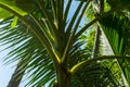 The sun shines through the branches of a palm leaf, blue sky background Royalty Free Stock Photo