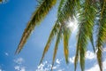 sun shines through branches of palm tree Royalty Free Stock Photo