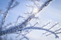 The sun shines through the branches of a tree covered in snow crystals Royalty Free Stock Photo