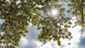 The sun shines through the branches of the trees. Royalty Free Stock Photo