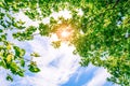 The sun shines through the bright green foliage of a tree. Blue sky and clouds. Spring time Royalty Free Stock Photo