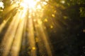 Sun Shines Brightly Through Leaves of Tree Royalty Free Stock Photo