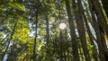 Sun shines through the canopy of temperate rainforest beech trees