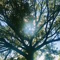 Beautiful sun shines through the center of the tree. Square photo. Royalty Free Stock Photo