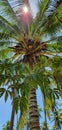 Sun Shines Through Coconut Palm Leaves