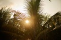 Sun shines through coconut palm trees with sun flares