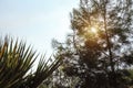 Sun shines through coniferous tree branches, detail on fir, palm in foreground, clear sky background Royalty Free Stock Photo