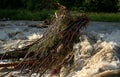 Sun shines on dirty flood water flowing rapidly in river, taking some small trees with roots