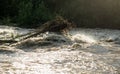 Sun shines on dirty flood water flowing rapidly in river, taking some small trees with roots