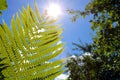 The sun shines through a fern leaf against a background of blue sky and white clouds Royalty Free Stock Photo