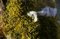 Sun shines on fine green moss growing in forest on tree - melting snow near, closeup macro detail