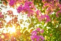 Sun shines through flowering pink flowers on branches bush Royalty Free Stock Photo