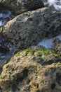 Sun-shines on the fungi remains on rocks. Red Sea Jeddah. Royalty Free Stock Photo