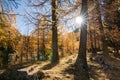 Sun shines through golden yellow larch forest in late autumn in a mountain valley under a blue sky Royalty Free Stock Photo