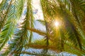 The sun shines through the green leaves of the palm Royalty Free Stock Photo