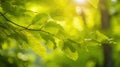 the sun shines through the green leaves of a tree Royalty Free Stock Photo