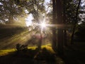 The sun shines with its luminous rays through the trees against the light Royalty Free Stock Photo