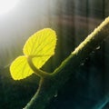 Sunlight shines on leaf and branches with water droplets and half circle halo. square photo image.