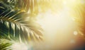 the sun shines through the leaves of a palm tree Royalty Free Stock Photo