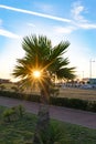 The sun shines through the leaves of a palm tree against the urban landscape Royalty Free Stock Photo