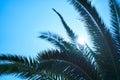 The sun shines through the leaves of the palm tree Royalty Free Stock Photo