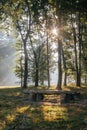 The sun rays shines through the leaves of the trees on a sunny summer morning in the park Royalty Free Stock Photo