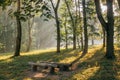 The sun shines through the leaves of the trees on a sunny summer morning in the park Royalty Free Stock Photo