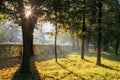 The sun shines through the leaves of the trees on a sunny summer morning Royalty Free Stock Photo