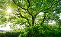 The sun shines through a majestic green tree