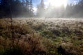 The sun shines through the morning mist in a field surrounded by evergreens.