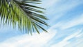 Sun shines on palm leaves against the sky Royalty Free Stock Photo