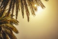 Sun shines through palm leaves, Place for text Royalty Free Stock Photo